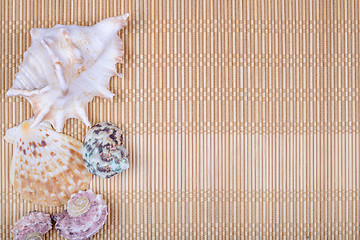 Image showing Assorted seashells on bamboo background