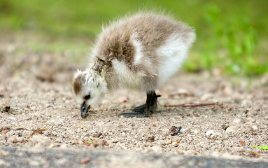 Image showing Baby goose