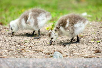 Image showing Baby goose