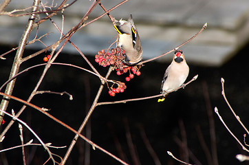 Image showing Waxwing