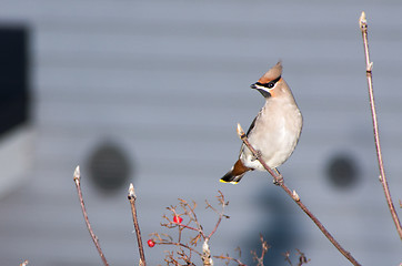 Image showing Bombycilla garrulus