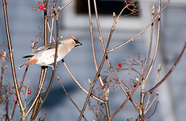 Image showing Waxwing