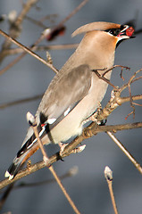 Image showing Bombycilla garrulus