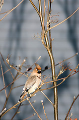 Image showing Bombycilla garrulus