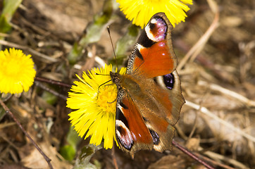 Image showing Butterfly