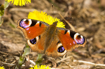 Image showing Butterfly