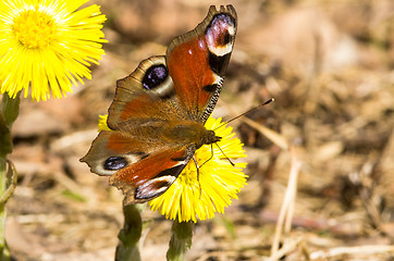 Image showing Butterfly