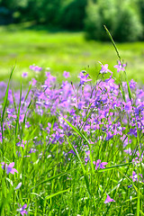 Image showing Meadow