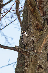 Image showing Woodpecker