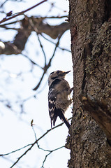 Image showing Woodpecker