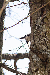 Image showing Woodpecker