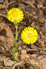 Image showing Tussilago farfara