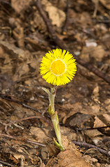 Image showing Tussilago farfara