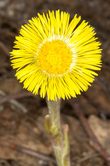 Image showing Tussilago farfara