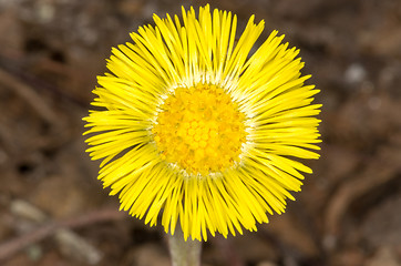 Image showing Coltsfoot