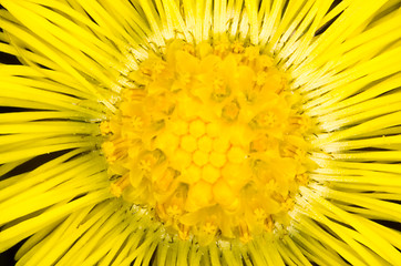 Image showing Tussilago farfara