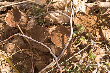 Image showing Mushrooms