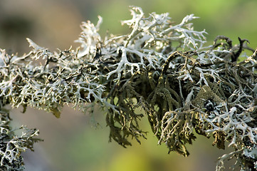 Image showing Lichen