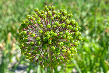 Image showing Flowers