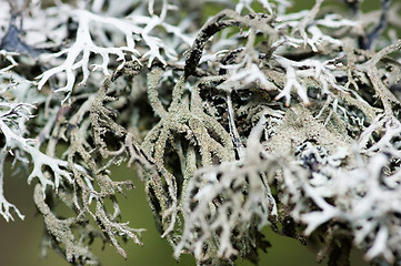 Image showing Lichen