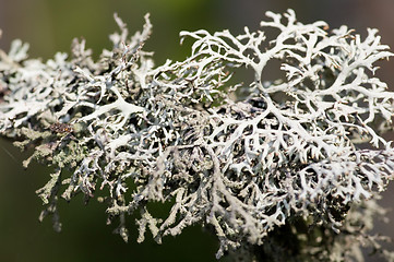 Image showing Lichen