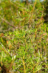 Image showing Juniper