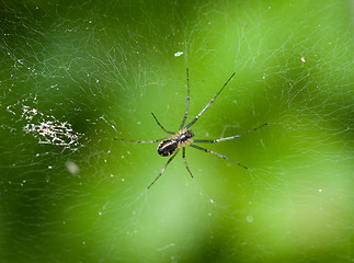 Image showing Spider