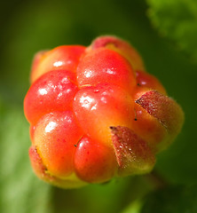 Image showing Cloudberry