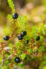 Image showing Juniper