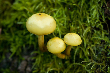 Image showing Mushrooms