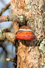 Image showing Polypore