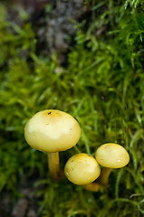 Image showing Mushrooms