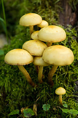 Image showing Mushrooms