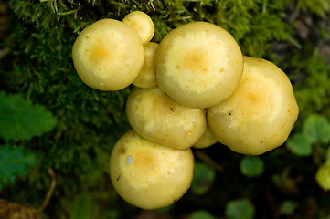 Image showing Mushrooms