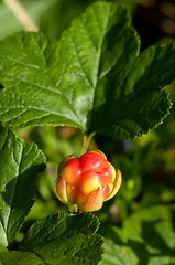 Image showing Cloudberry