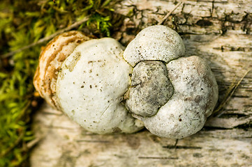 Image showing Polypore