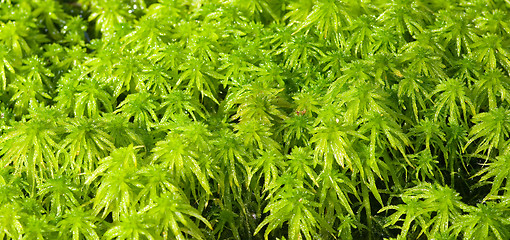 Image showing Moss