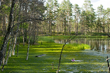 Image showing Swamp