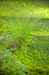 Image showing Wetland