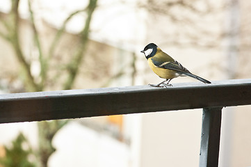 Image showing Parus major