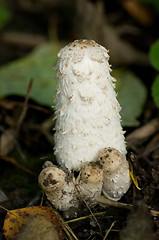 Image showing Coprinus