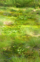 Image showing Wetland