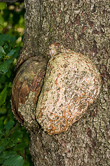 Image showing Polypore