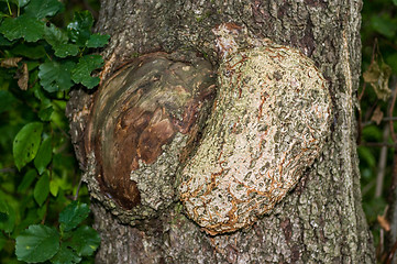 Image showing Polypore