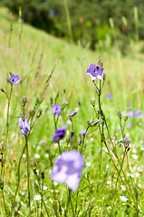 Image showing Flowers