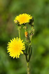 Image showing Yellow flowers