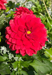 Image showing Red flowers