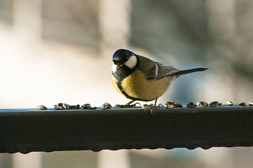 Image showing Parus major