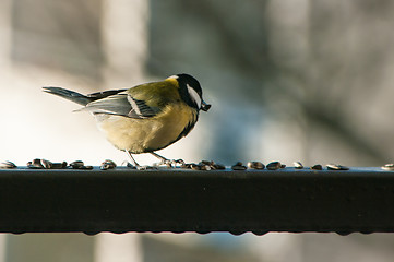 Image showing Parus major