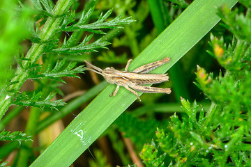 Image showing Grasshopper